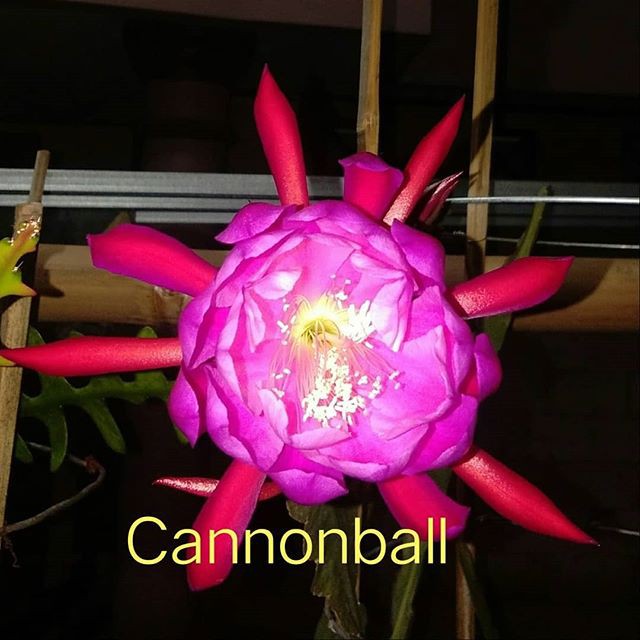 tanaman wijaya kusuma Cannonball Bibit bunga besar Epiphyllum
