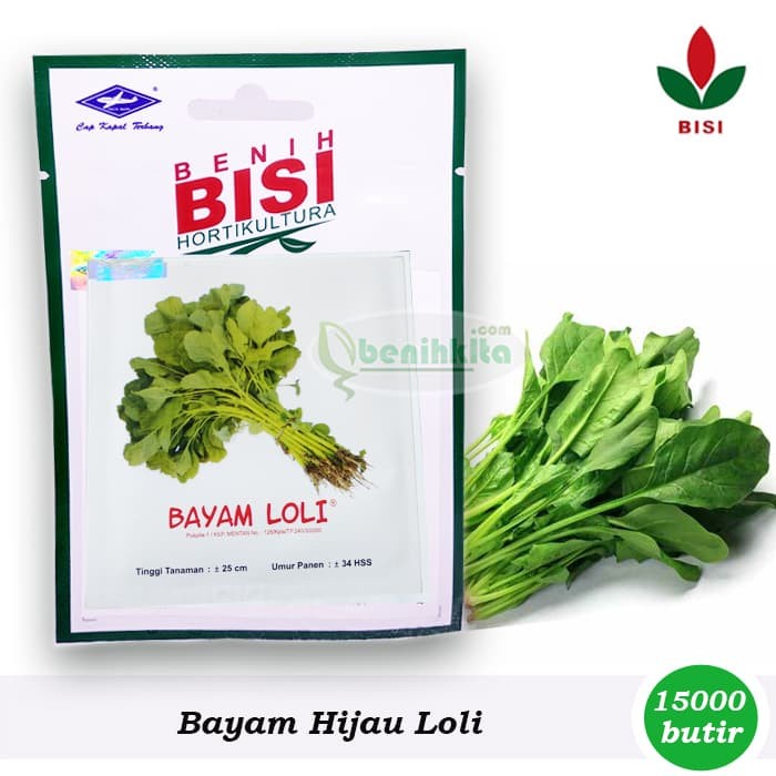 BENIH BAYAM LOLI