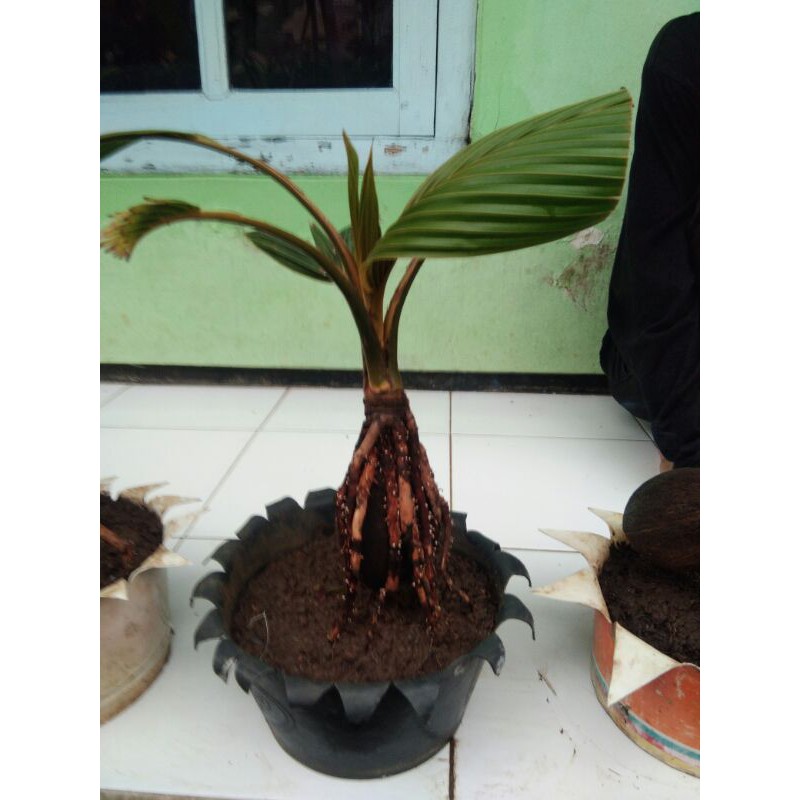 Bonsai pohon Kelapa