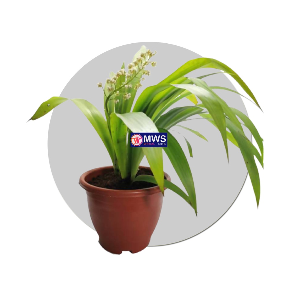 Xiphidium Caeruleum Anggrek hutan dewasa siap berbunga mws