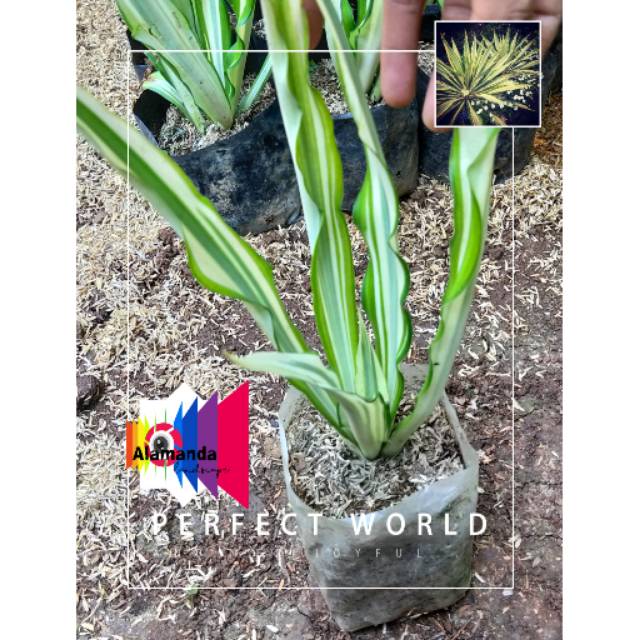 False agave, Bibit agave variegata, tanaman in-outdoor agave