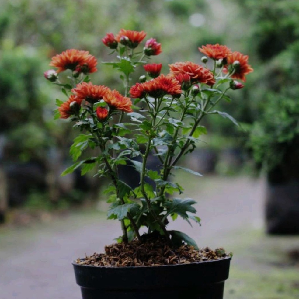 1 POT KRISAN ASTER PREMIUM WARNA ORANGE