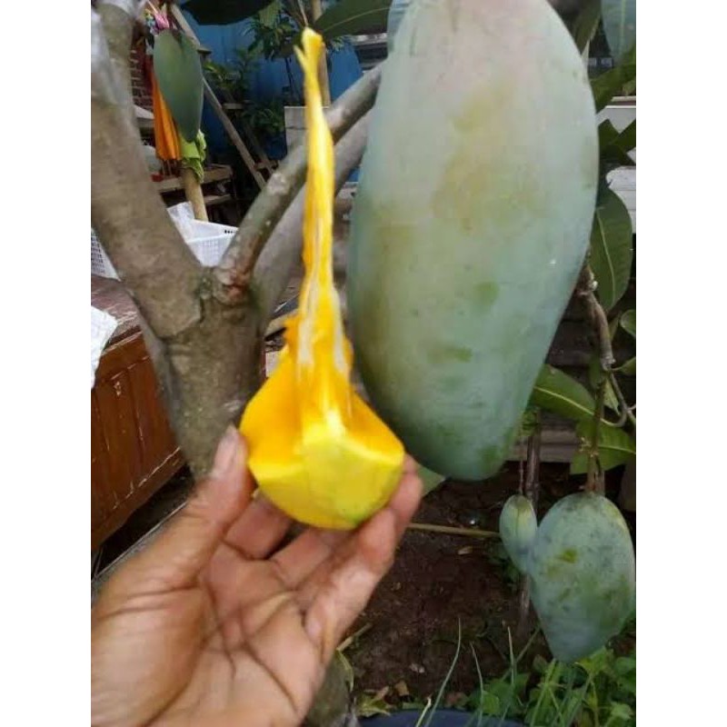 Bibit Pohon Mangga Mahatir