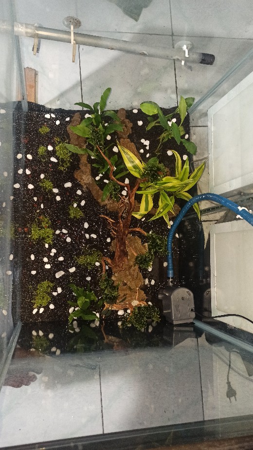 Tanaman Aquascape Hiasan Aquarium Mos Pelia