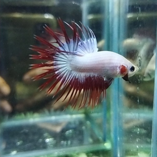 SEPASANG IKAN CUPANG SERIT/CROWNTAIL/CT MASCOT KLASIK GOOD FORM 100% REALPICT (KODE AJ24)