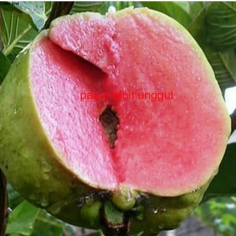 Bibit buah jambu kristal merah siap berbuah-Bibit Tanaman Jambu Kristal Sudah berbuah-Bibit Jambu Kr