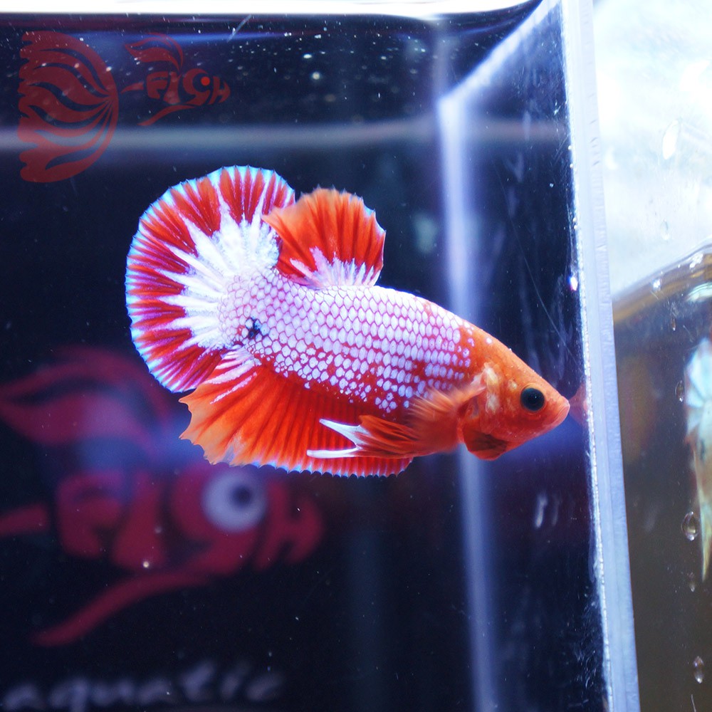cupang male FCCP red star tail merah jantan NOV