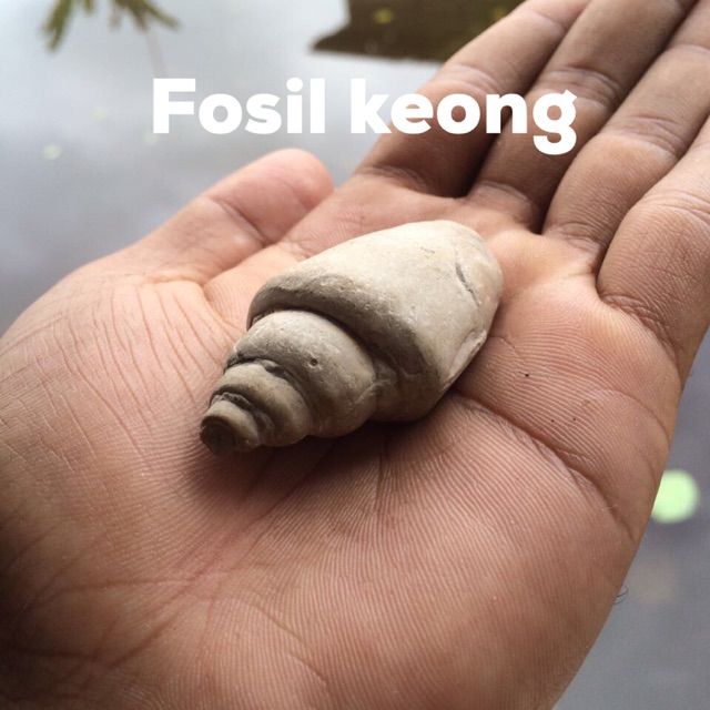 Fosil Keong Asli