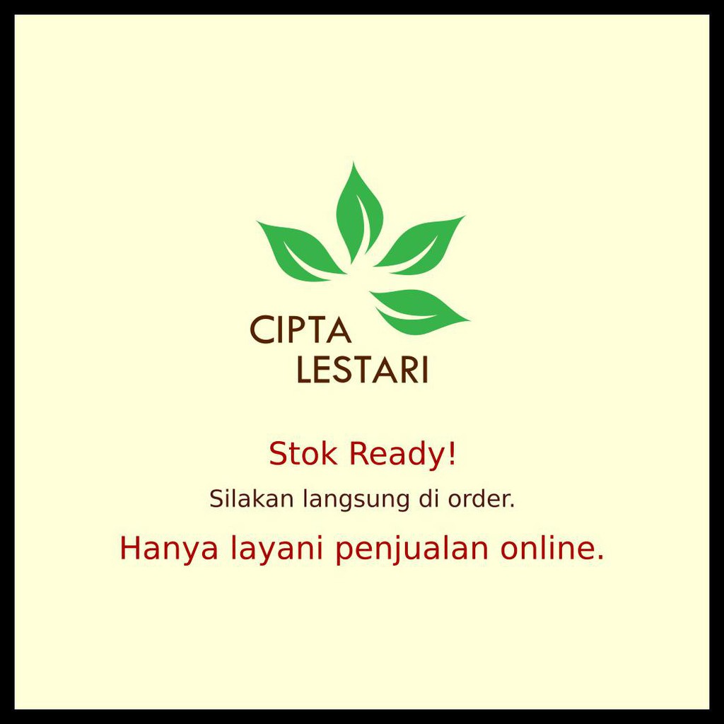 Bibit Tanaman Keladi Merah Langka Caladium Sp Hias Daun