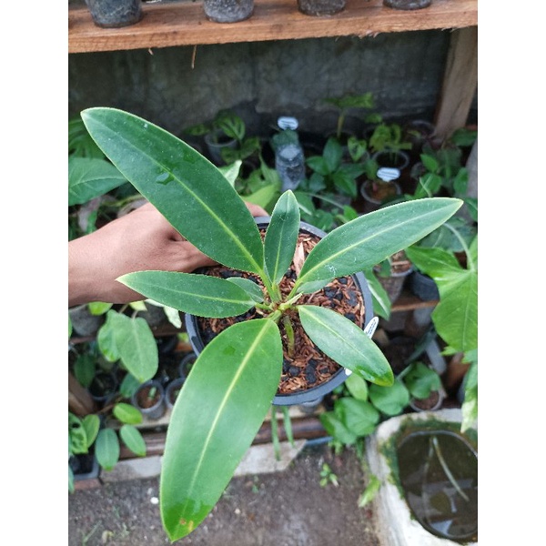 Tanaman Hias Anthurium Marichense Mayo / Anthurium Golok