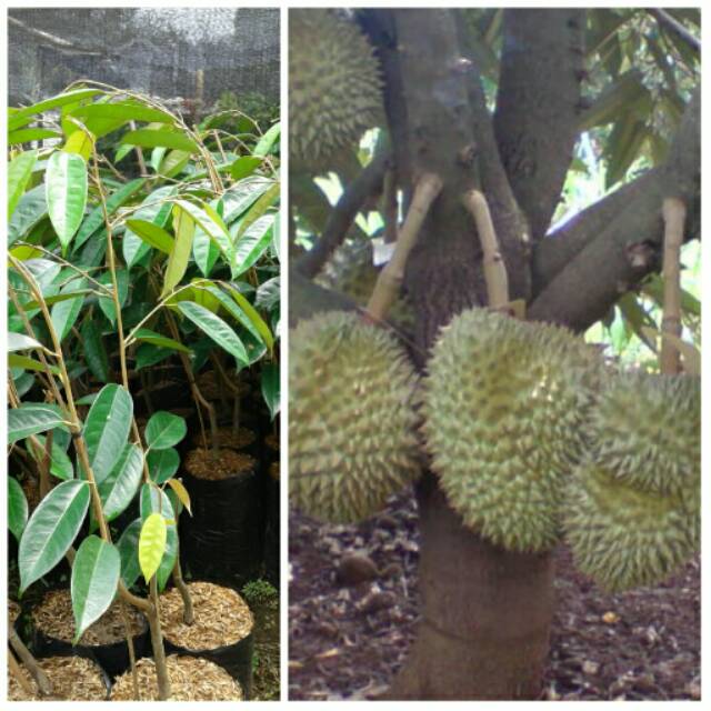Bibit durian montong hijau