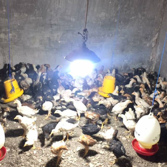 

Ayam Kampung Super