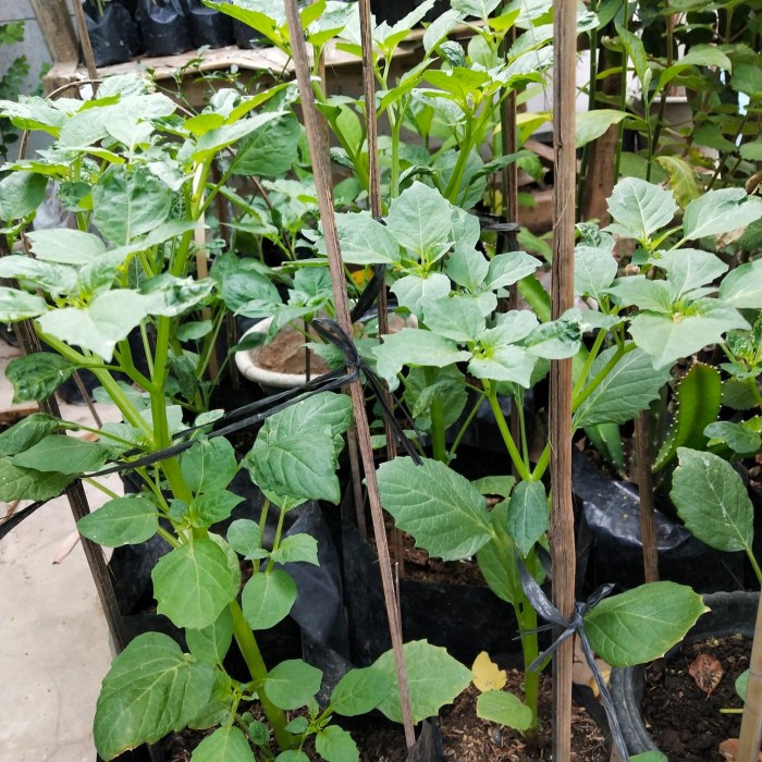 

NEW Daun Ciplukan Segar untuk Obat Herbal/Khusus Daun Ciplukan Segar