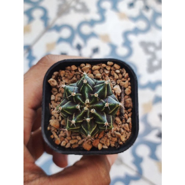 gymno miha hybrid seedling