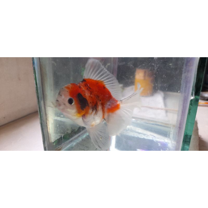 ikan oranda sakura
