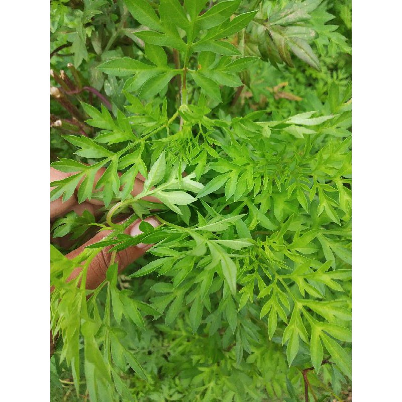 

Daun Kenikir