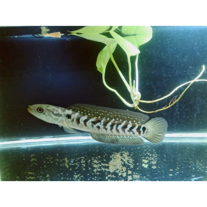 Hiasan Aquarium Channa Asiatica