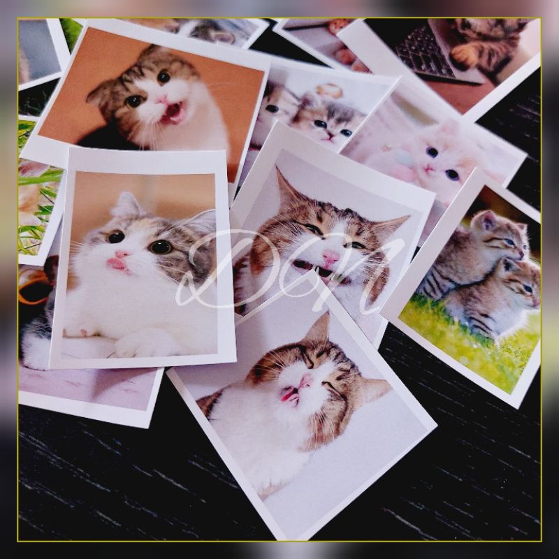 

isi 18 pcs photo stiker gambar kucing sticker glossy karakter kucing vintage cute random