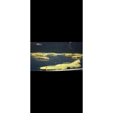 palmas lapraday size 10-13   cm