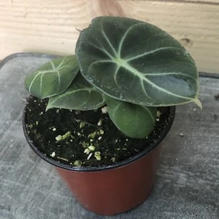 Tanaman Hias Daun Alocasia Black  Velvet  Alocasia Black  