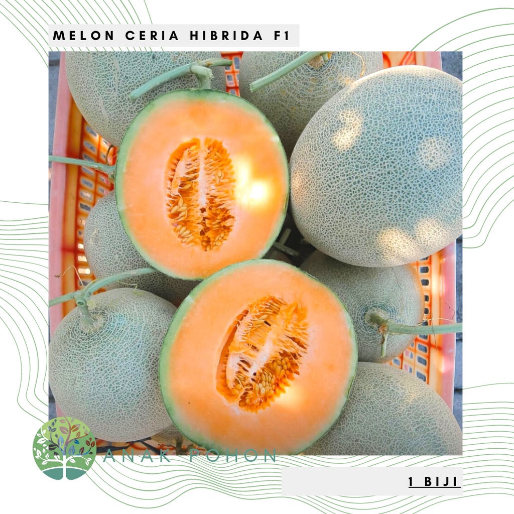 Benih Bibit Biji - Melon Ceria F1 Hibrida Sweet Rock Melon Orange Melon Jingga Manis Seeds - Panen Dalam 70 Hari