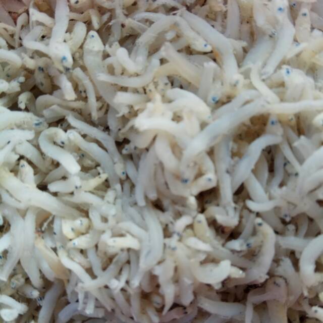 

Teri Medan