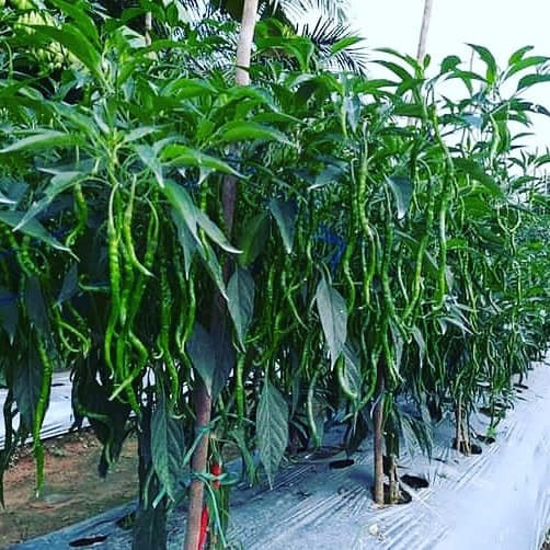 isi 25 Benih /Biji Benih Cabe Merah Keriting Lokal Medan PATEN  - CMK Indrapura Batubara - Bibit Cab