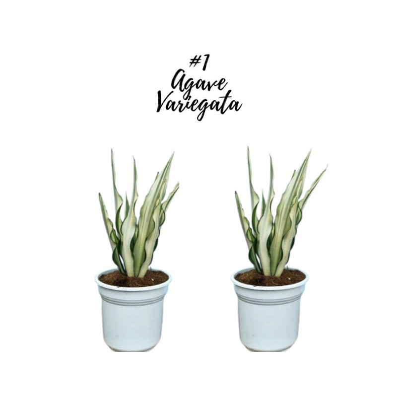 TANAMAN HIAS AGAVE VARIEGATA PUTIH GRADE A