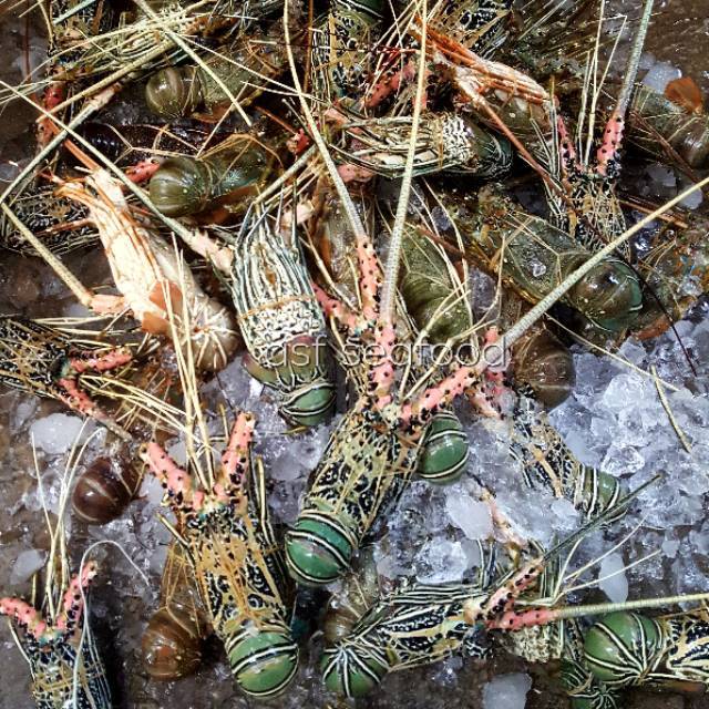 

Lobster laut 1kg isi 3 ekor (300gr-500gr)