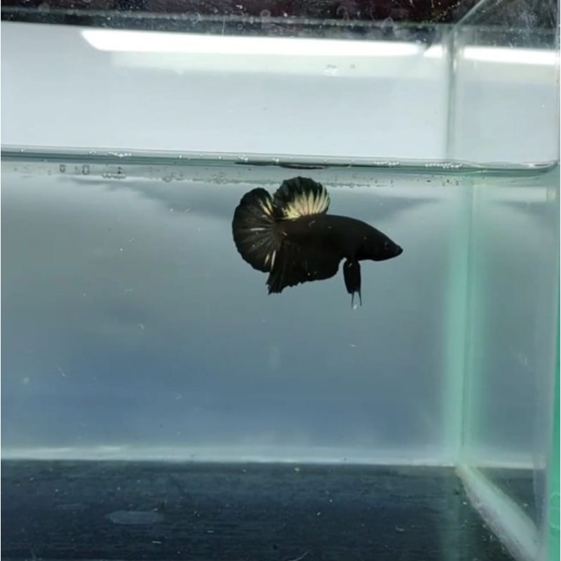 cupang jenis avatar copper gold