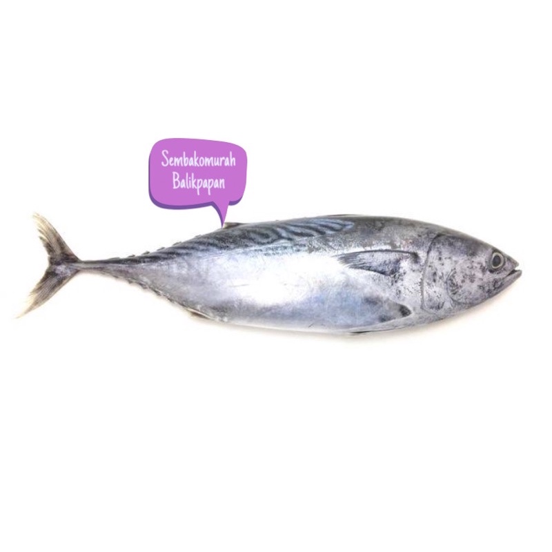 

tongkol segar / baby tuna 1kg