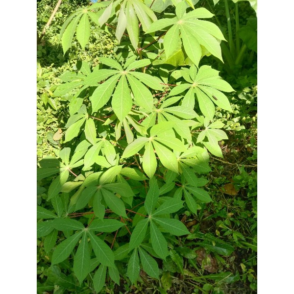 

Daun Singkong Perikat