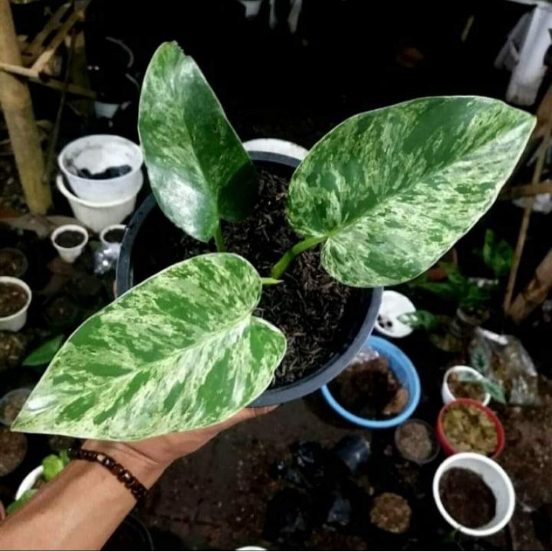 Tanaman Hias Marbel Varigata/Bibit Tanaman Hias Marbel Varigata/Pohon Hias Marbel Varigata