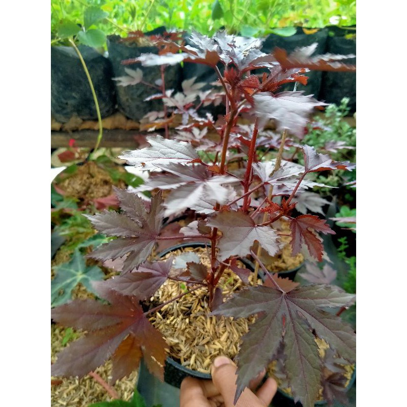 Tanaman herbal Bunga Red Panama Rossela / red Javanese Panama