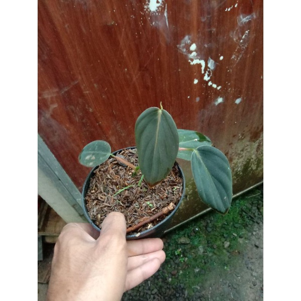 philodendron gigas