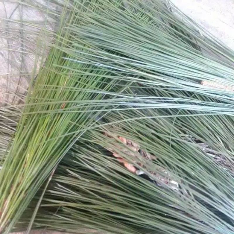 

DAUN PINUS SEGAR 500 GR / Asli/ petik sendiri