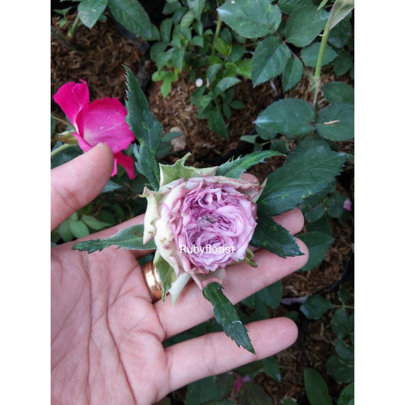 Bibit Mawar import purple Dolcetto -tanaman mawar import -jual mawar import ungu