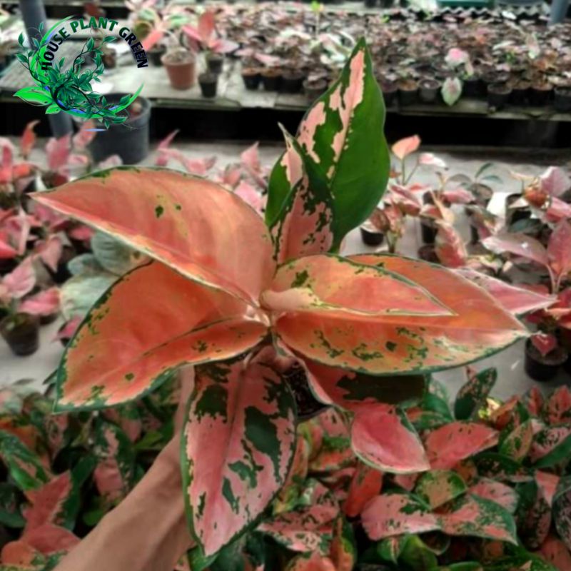 Aglonema Kochin Tembaga - Dewasa