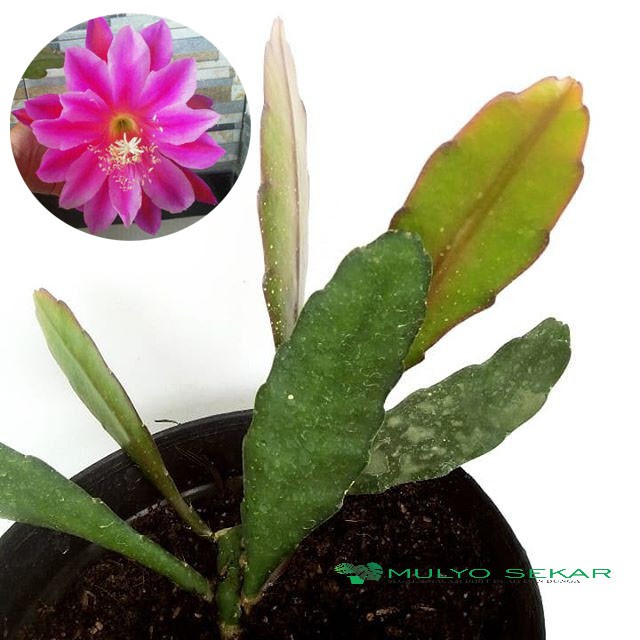 tanaman wijaya kusuma pink California Dream Bibit bunga besar Epiphyllum (Bergaransi)