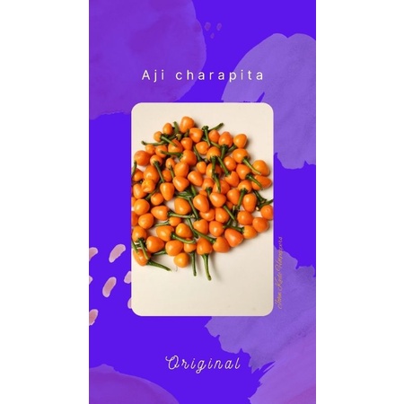 Bibit benih biji cabai aji charapita-cabai import/cabe super pedas dan hias
