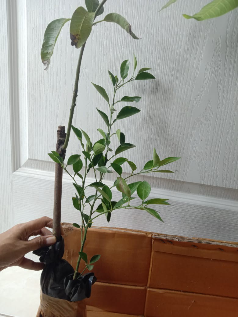 Bibit Buah Jeruk Limo / Limau