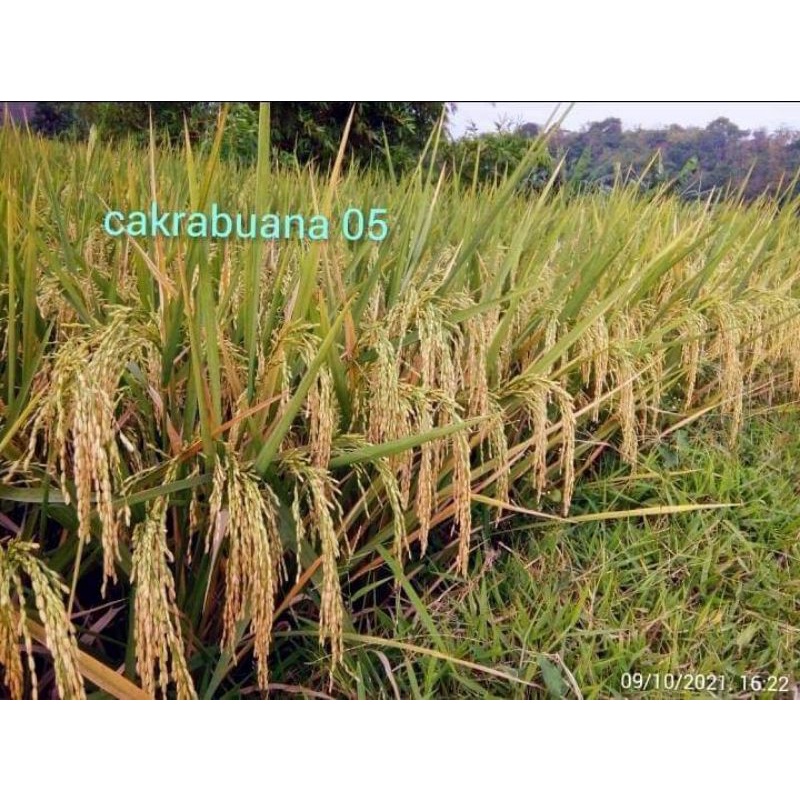 benih padi cakrabuana 05