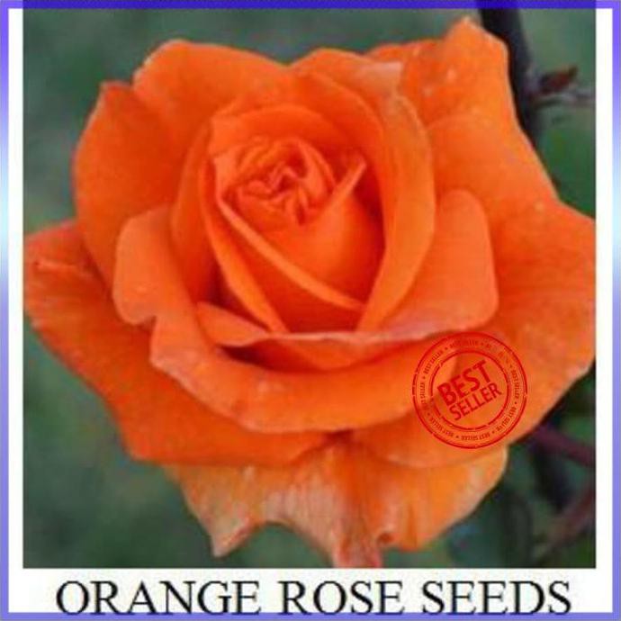 BIBIT TANAMAN BUNGA MAWAR ORANGE IMPORT BENIH BIBIT TANAMAN HIAS TERMURAH