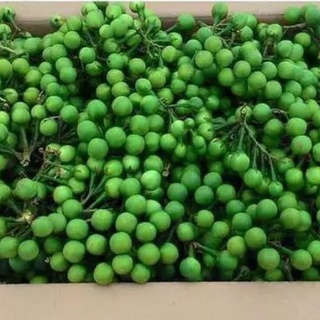 Jual RIMBANG LEUNCA TEKOKAK CENGKOKAK BUAH BUAT SAYURAN SEGAR PETIK ...
