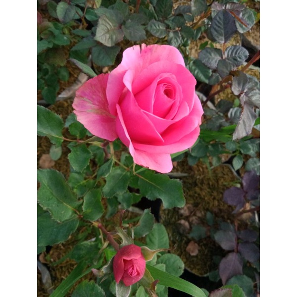 Tanaman Bunga Mawar Holland Pink Tebal