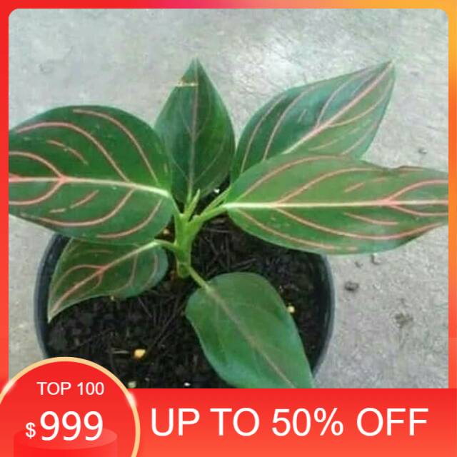 jual bibit aglonema - aglonema rotundum - tanaman hias - bibit aglonema