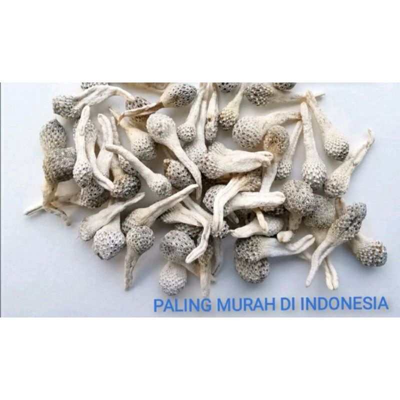 EMPOT AYAM BIANG ALBINO PUTIH UTUH ASLI EMPOT AYAM