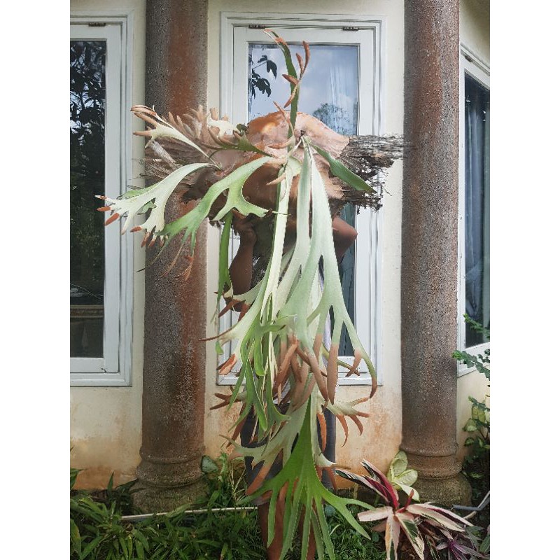 tanduk rusa/platycerium