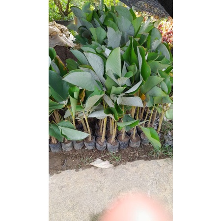 bibit tanaman callathea pisang, bibit pisang bali, bibit pisang pisangan