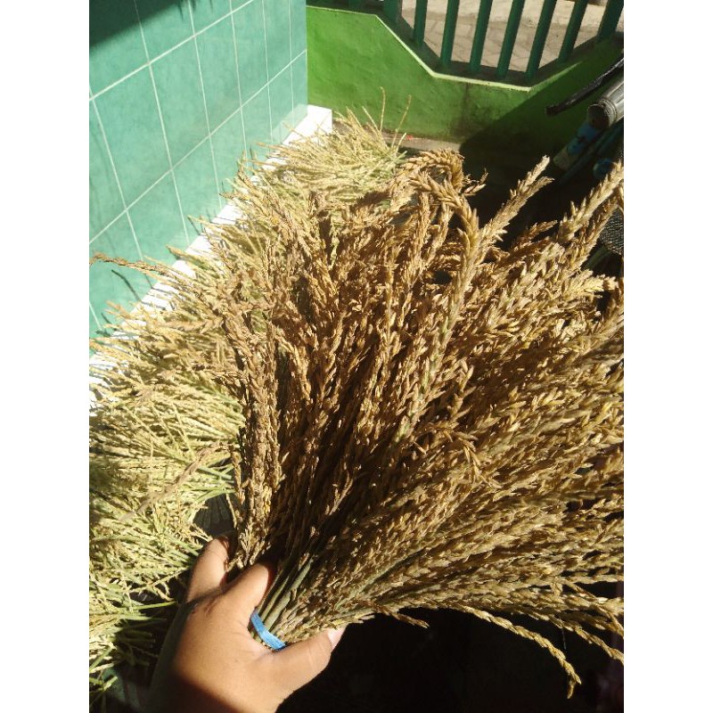 bunga jagung kering, kembang jagung kering dried flower, rumput kering